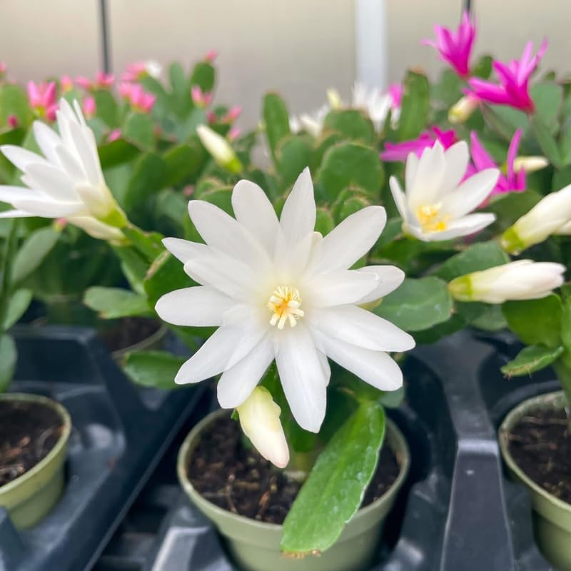 White Easter Cactus Live Plants, Spring Cactus 4-6 Inch, Houseplant Indoor Planting