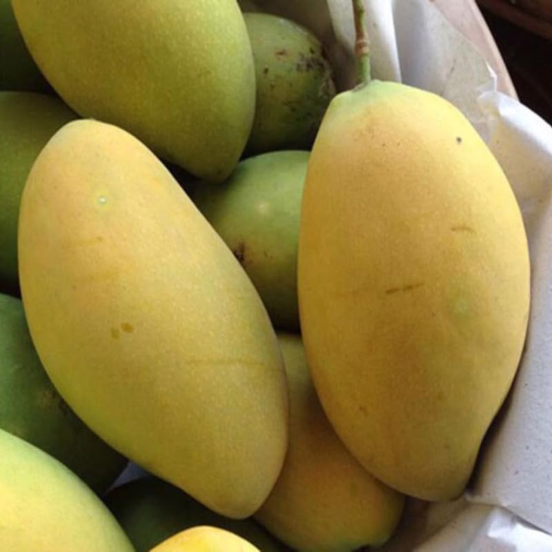 Grafted Bright Yellow Mango Live Tree Plant, 2-3 Feet Tall, Mango Fruit Plant in 3 Gallon Pot for Garden and Container Growing, No Ship to CA
