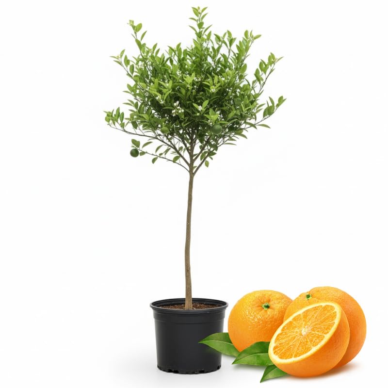 Navel Orange Tree 3-4 Feet Tall, Live Citrus Fruit Tree in 5-Gallon Pot, Hardy Outdoor Sweet Orange Fruit Plant