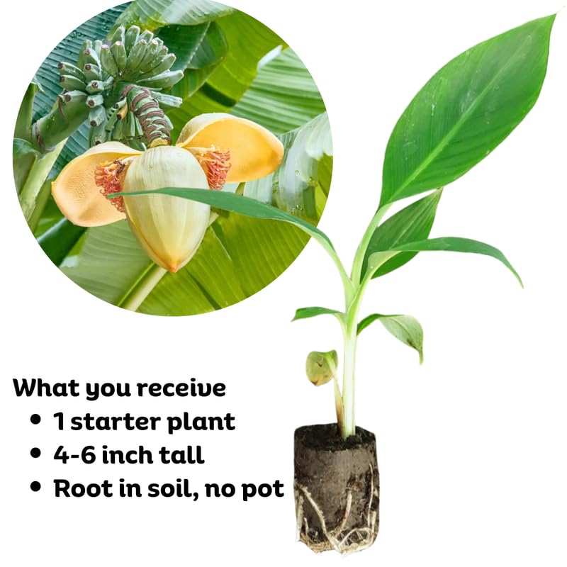 Basjoo Banana Plant, Banana Trees Live Plants, 4-6" Tropical Fruit Tree for Home Garden, Patio and Container Growing