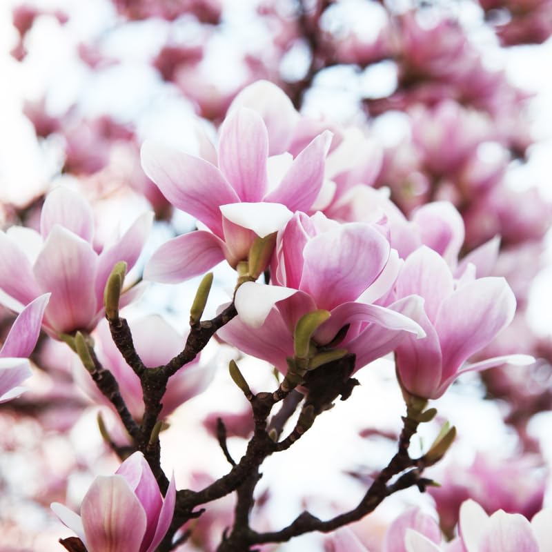 Jane Magnolia Tree Live Plant, Magnolia Flowering Tree for Outdoor Garden, Pink Purple Bloom Tree for Yard, Landscape or Garden Planting, 2-3 Feet in 3 Gallon Pot, No Ship to CA