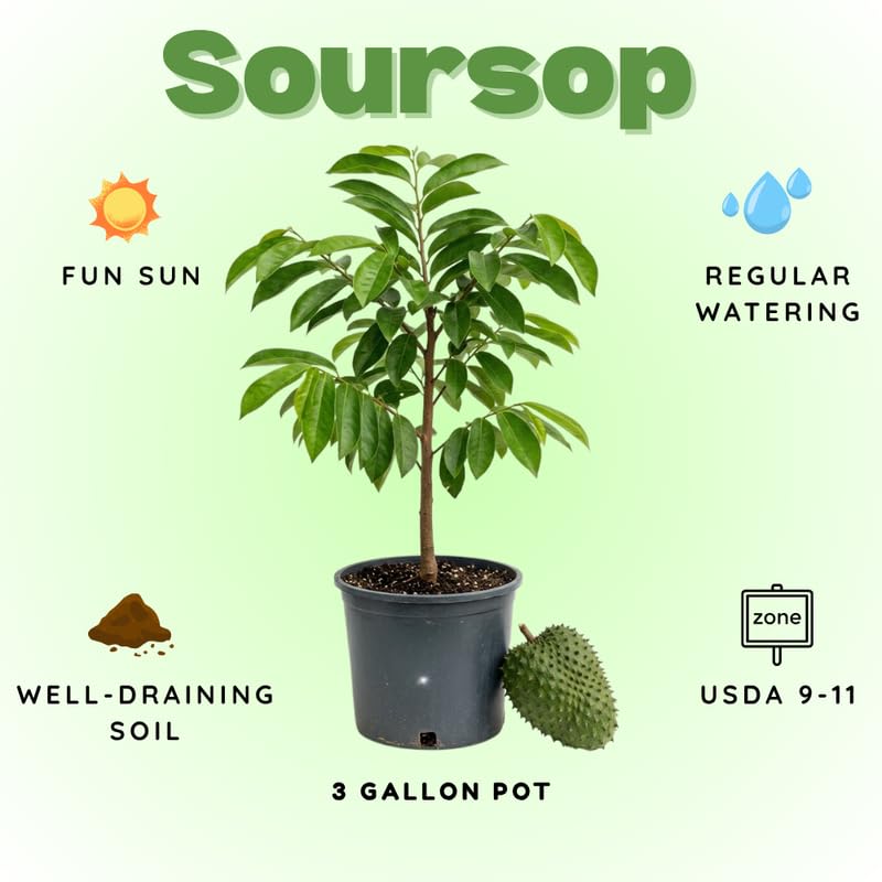 Soursop Plant Live for Planting, Soursop Tree Live Plant, Tropical Fruit Plant, 2-3 Feet Tall in 3 Gallon Pot, No Ship to CA