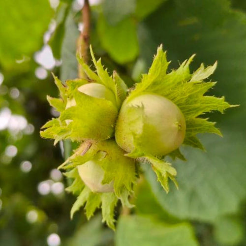 1 Year Old Hazelnut Tree Live Plant Seedling, Dormant 1-2 Ft Tall, Well-Rooted, Fast-Growing Variety