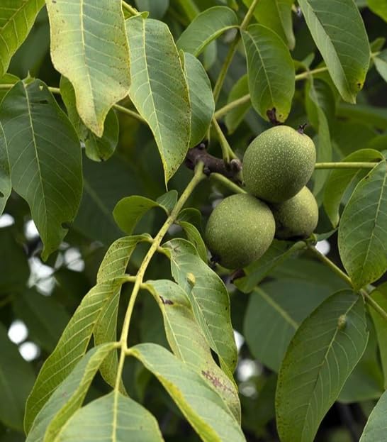 Walnut Tree Live Plant 1-3 Feet Tall, Fast-Growing Nut Tree for Home Gardens, Landscaping Growing