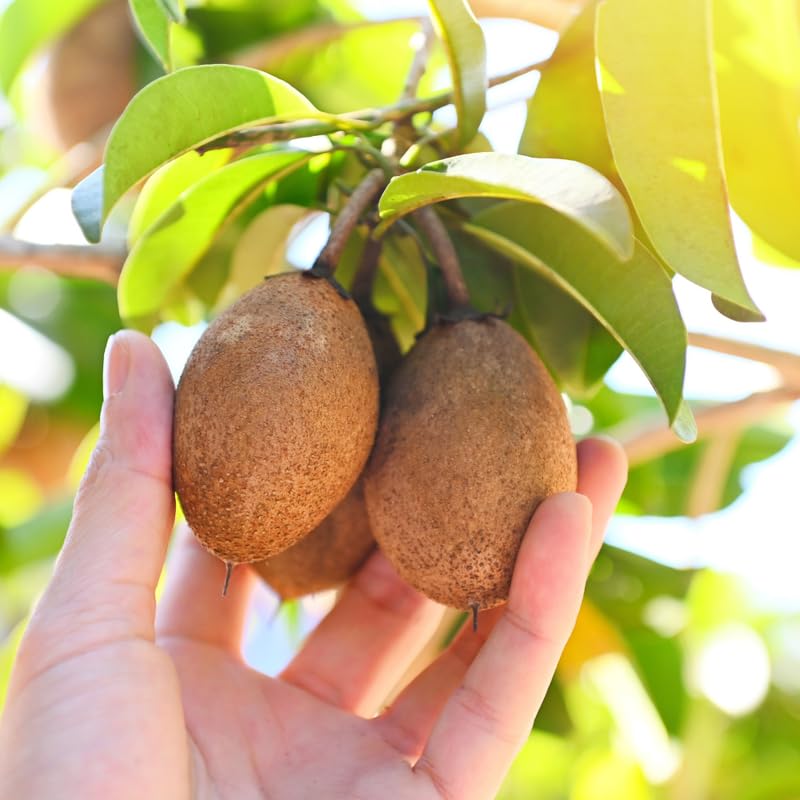 Sapodilla Tree Live Plant in 3 Gallon Pot, Sapodilla Fruit Tree, Sapote Plant from 2-3 Feet Tall, Tropical Live Fruit, No Ship to CA