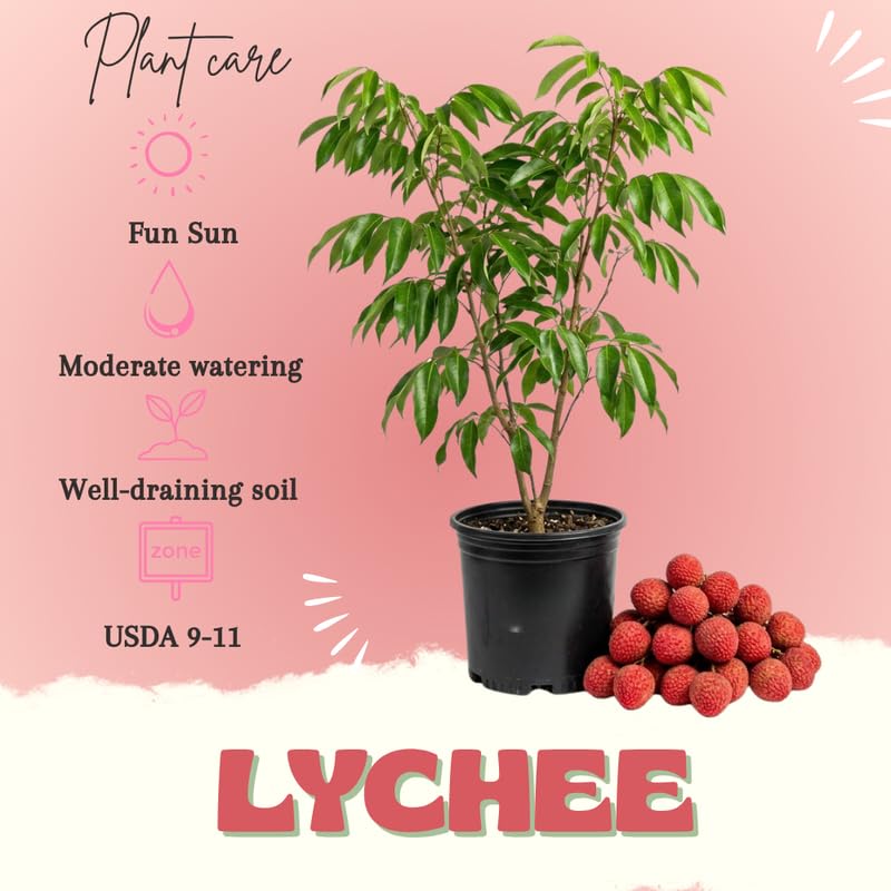 Mauritius Lychee Tree Live Plant, Lychee Tree, Hardy Tropical Fruit Live Plant, 2-3' in Height 3 Gallon Pot for Planting, No Ship to CA