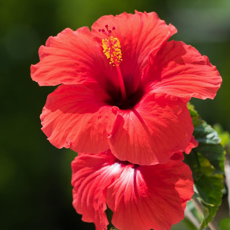 2 Bright Red Hibiscus Live Plants, 4-8'' Tall Hardy Hibiscus Flower Starter Plants, Well Rooted Perennial Flower Plant for Home Garden and Containers