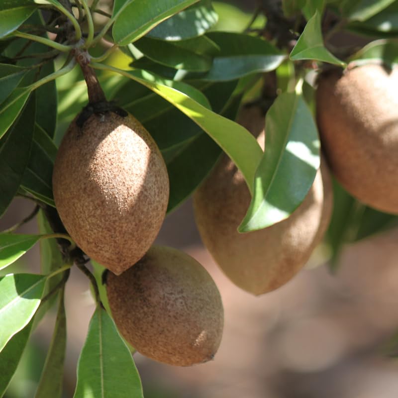 Sapodilla Tree, 3 Gallon Pot, 2 to 3 Ft Tall Sapodilla Fruit Plant for Planting Outdoors, No Ship to CA