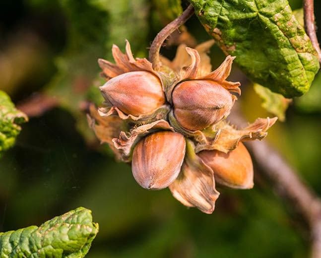 Live Hazelnut Tree 1-2 Feet Tall, 1 Year-Old Hazelnuts Tree, Edible Nut Trees for Growing Outdoor