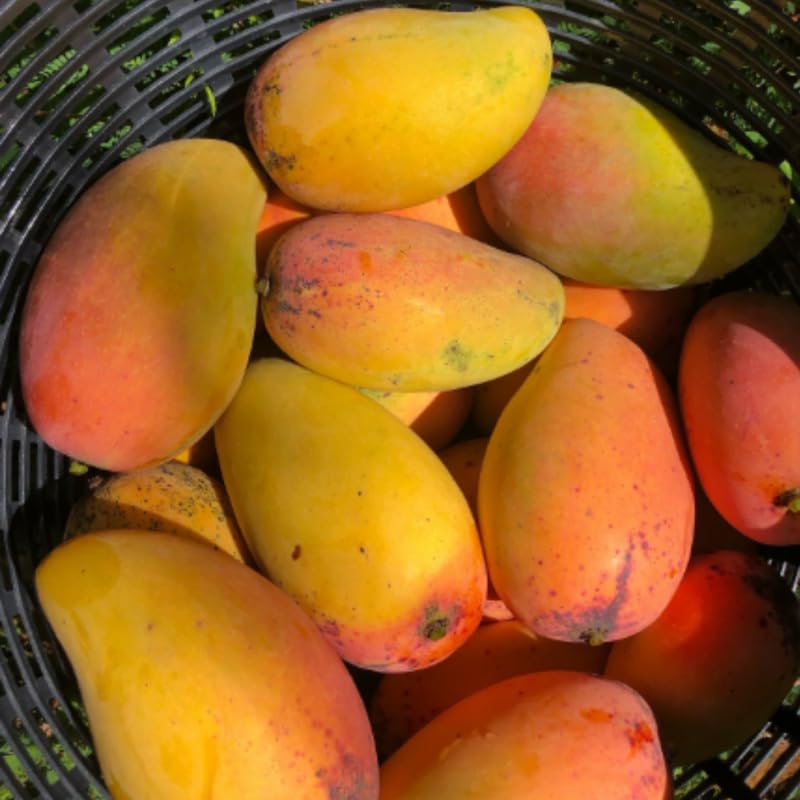 Pineapple Mango Tree Live Plant for Planting, Grafted Mango Plant in 3 Gallon Pot, Fast Growing Tropical Fruit Tree Seedlings