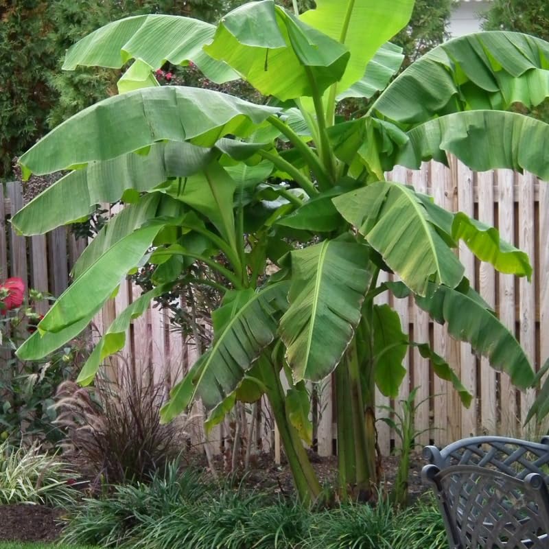 Cold Hardy Basjoo Banana Tree Live Plant 4–7″ Tall, Tropical Banana Plant, Fast Growing, Indoor and Outdoor Growing