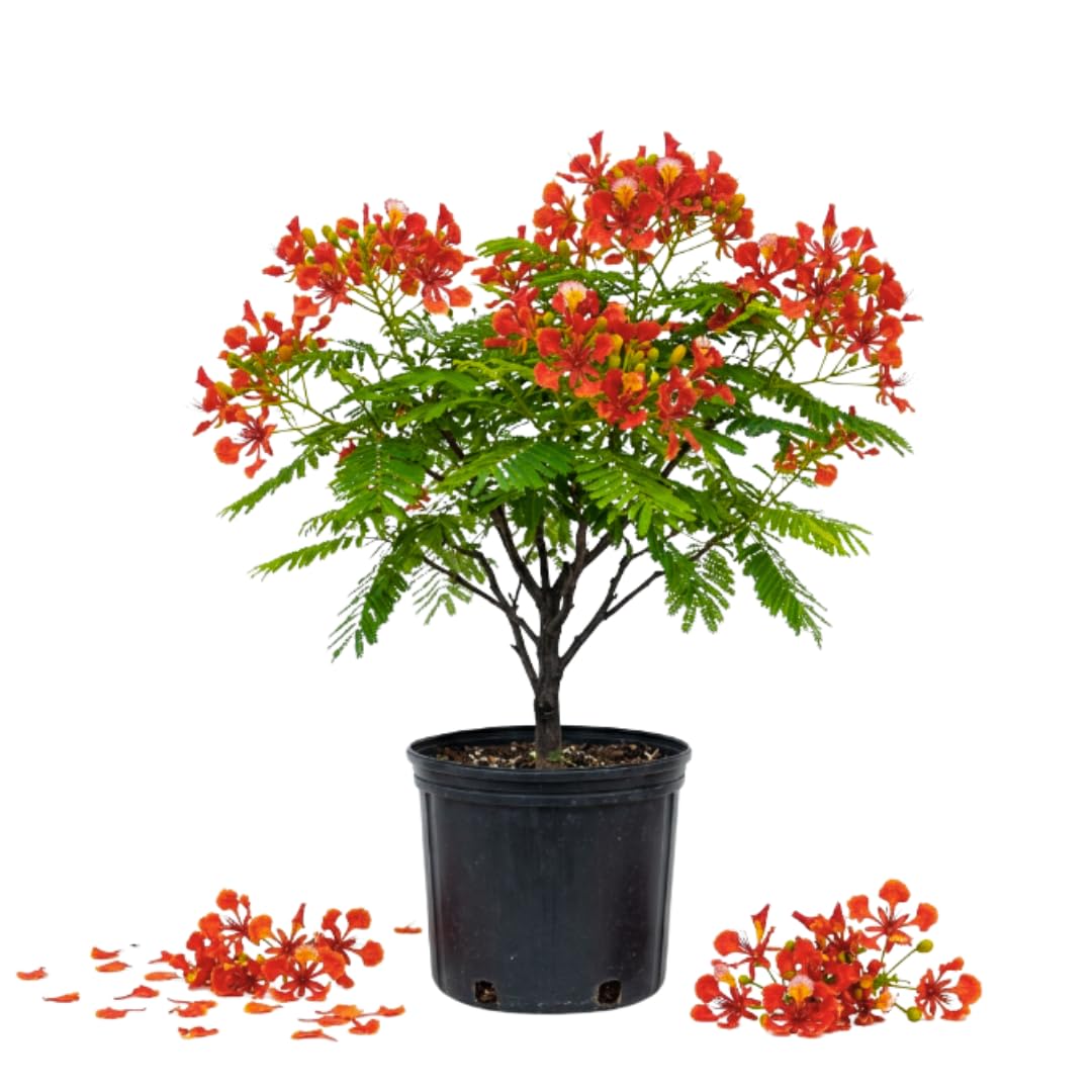Flamboyant Tree Live Plant, Royal Poinciana Tree Live Plant in 1 Gallon Pot, 3 Feet Tall, Vibrant Red Blooms for Summer Planting, Flamboyant Trees for Landscape, Backyard Garden, No Ship to CA