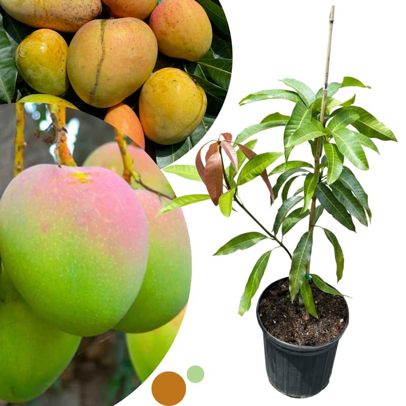 Pineapple Mango Tree Live Plant for Planting, Grafted Mango Plant in 3 Gallon Pot, Fast Growing Tropical Fruit Tree Seedlings