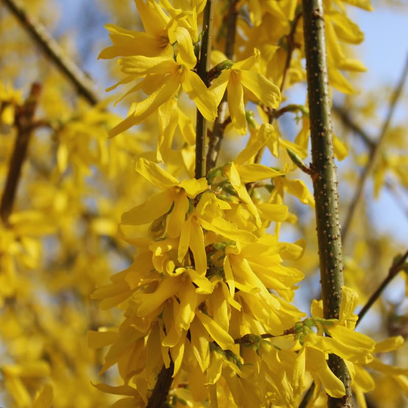 Forsythia Tree Live Plant, Lynwood Forsythia Bush Plant Live, 6 to 12 Inches, Yellow Flower