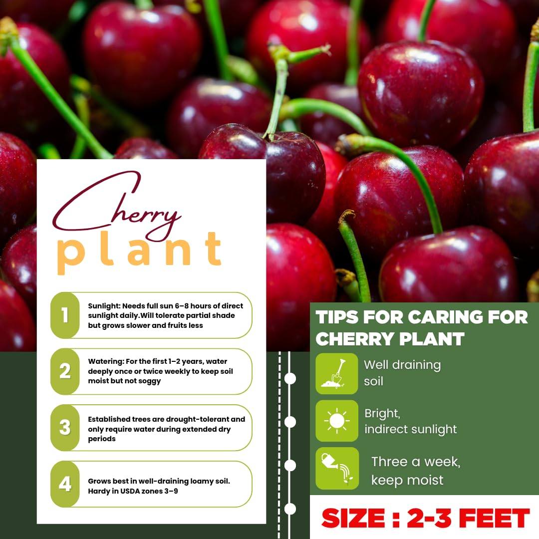Cherry Trees Live Plants, Cold Hardy and Sweet Cherry Tree in 3 Gallon Pot, 2 to 3 Feet Tall, Cherries Fruit Plant for Outdoor Garden, No Ship to CA (Deep Red)