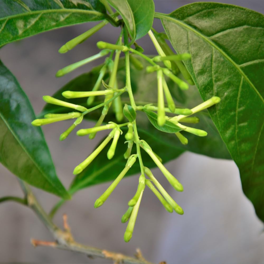3 Night Blooming Jasmine Plants Live, Jasmine Flower Plant, 4 to 7 Inc