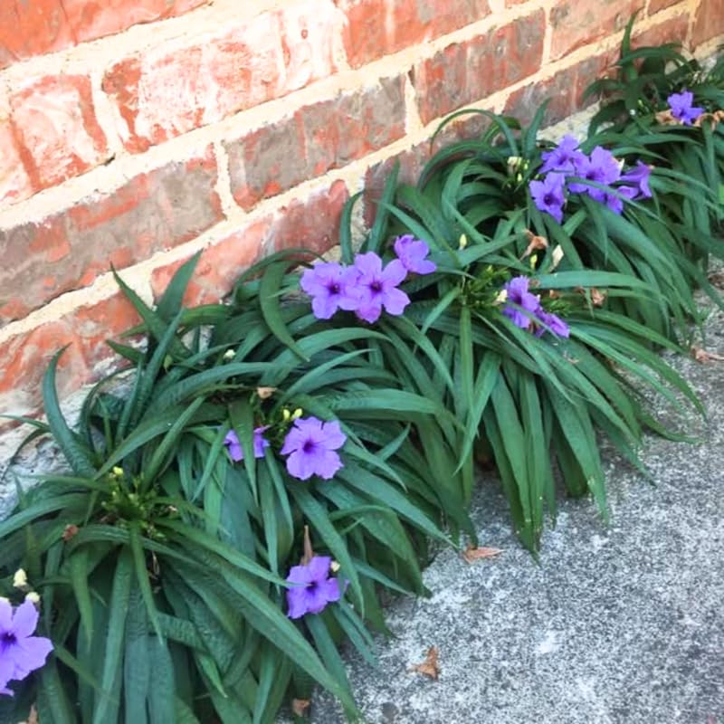 6 Dwarf Blue Mexican Petunia Plants Live, 4-7 Inches Tall, Hardy Perennial Flowers