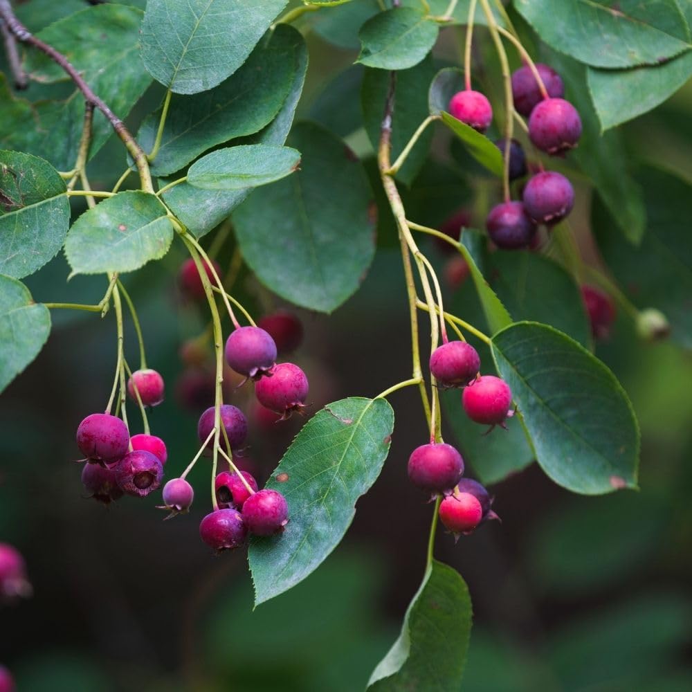 Serviceberry Plant, 4-8" Tall Serviceberry Tree Plant for Outdoor Garden