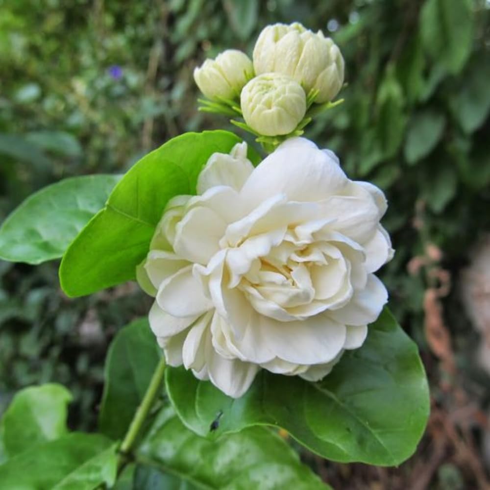 Duke of Tuscany Jasmine Plant Live, Fragrant Jasmine Flowering in 3 Gallon Pot, Double Petal Jasmines 2-3 Feet Tall, No CA