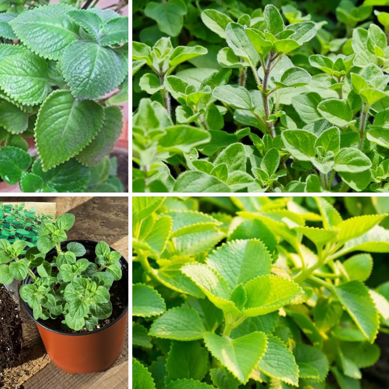 4 Mix Oregano Plants Live, 4-6 Inches Tall, Culinary Herb for Planting Indoor or Outdoor, Greek and Cuban Oregano Mint Plants