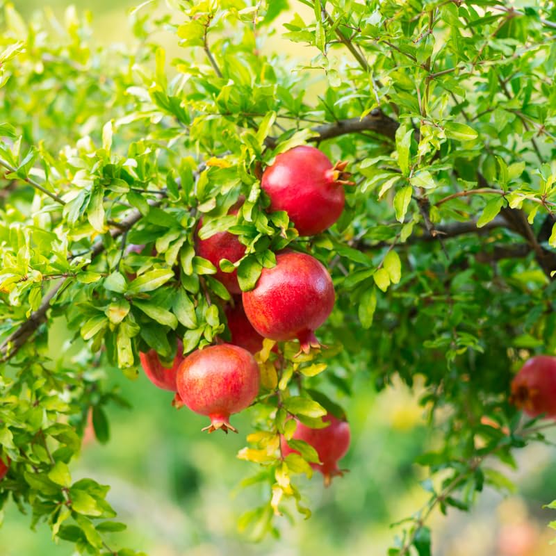 Pomegranate Tree, Sweet Pomegranate Fruit Tree in 1 Gallon Pot, Ready to Grow, No Ship to CA