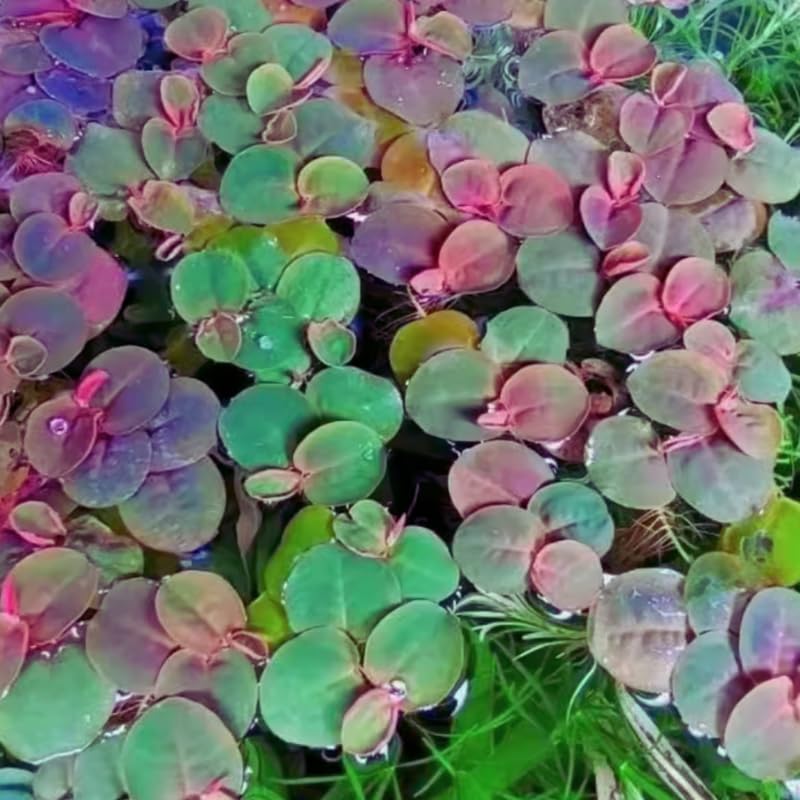 30 Red Root Floater Plants Live, Aquarium Plant