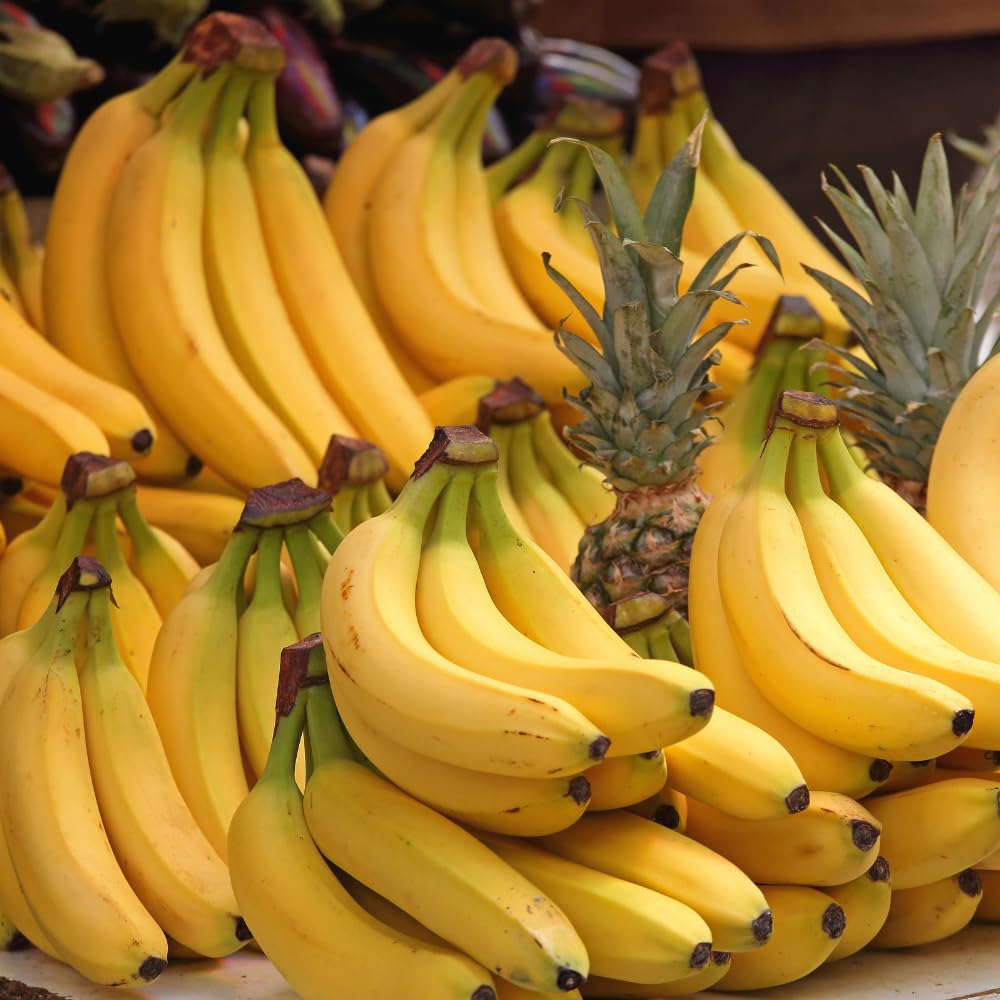 Banana Trees Live Plants in 1 Gallon Pot, Yellow Banana Plant Full Rooted from 2 to 3 Feet Tall, Rare Banana Tree for Home Garden, Sweet Fruit and Easy Care for