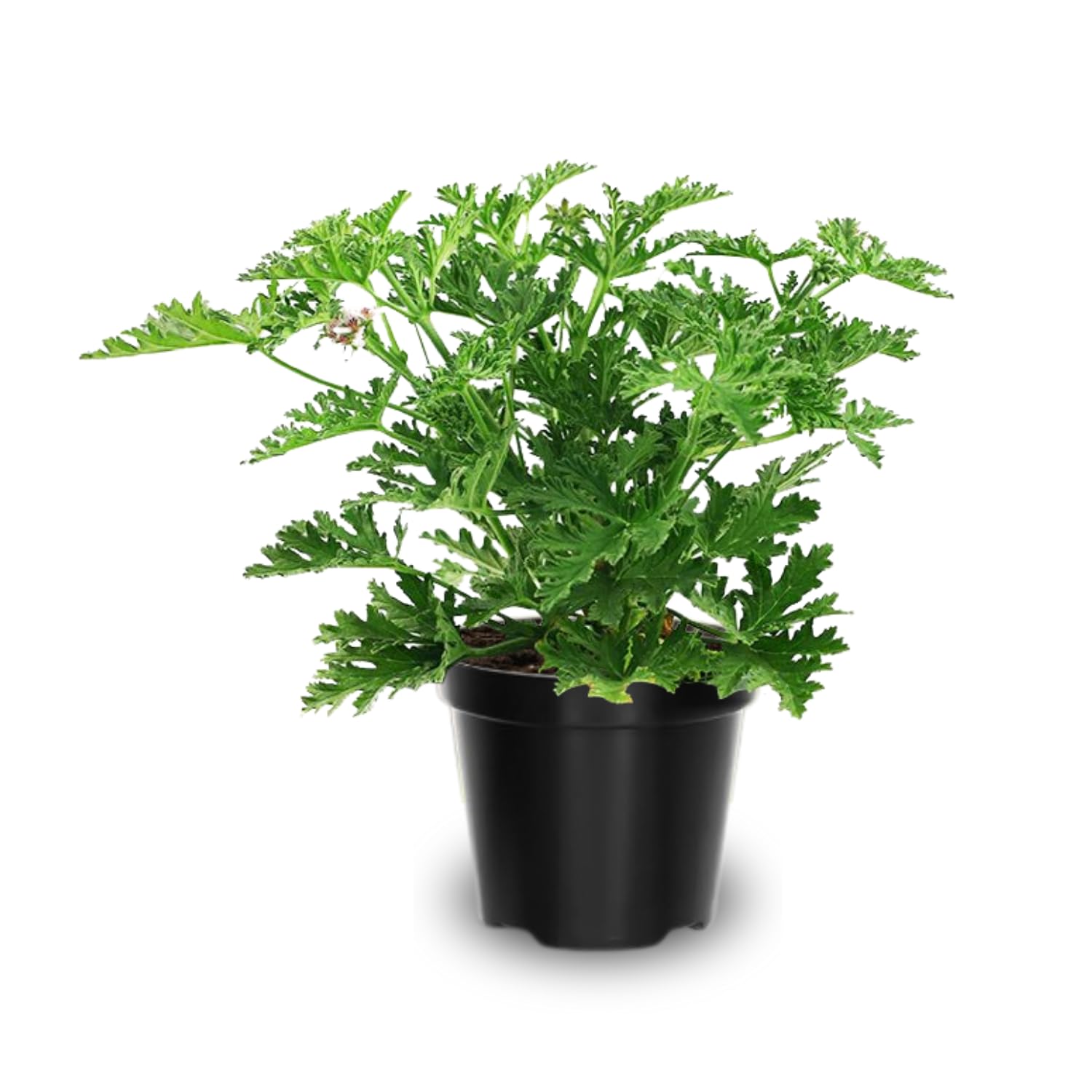 3 Citronella Plants Live, 5 to 7 Inc Tall, Citronella Herb Plants Live Gardening