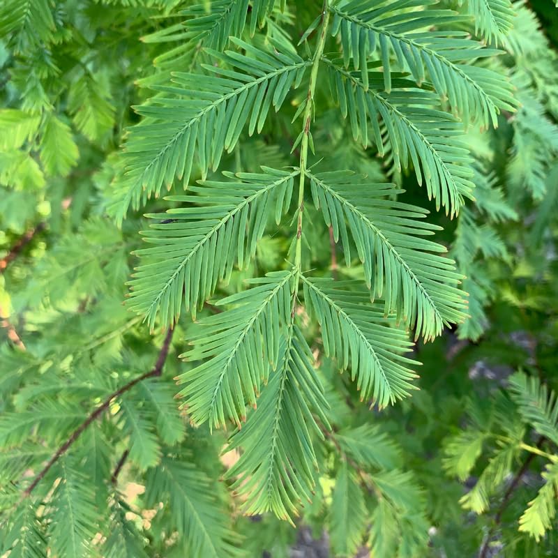 Dawn Redwood Plant in Quart Pot, 6 to 12 Inch Tall Redwood Tree Plant Potted, Shade Tree, Dormant in Winter