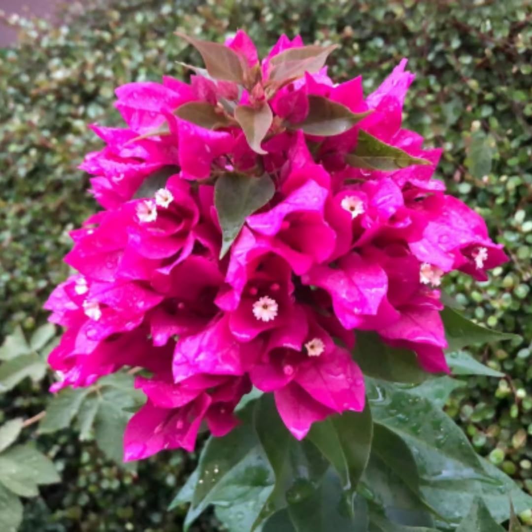 2 Purple Bougainvillea Plants Live, Bougainvillea Flower Plant, 3 to 5 Inc Tall, Live Bougainvillea Vine Plant