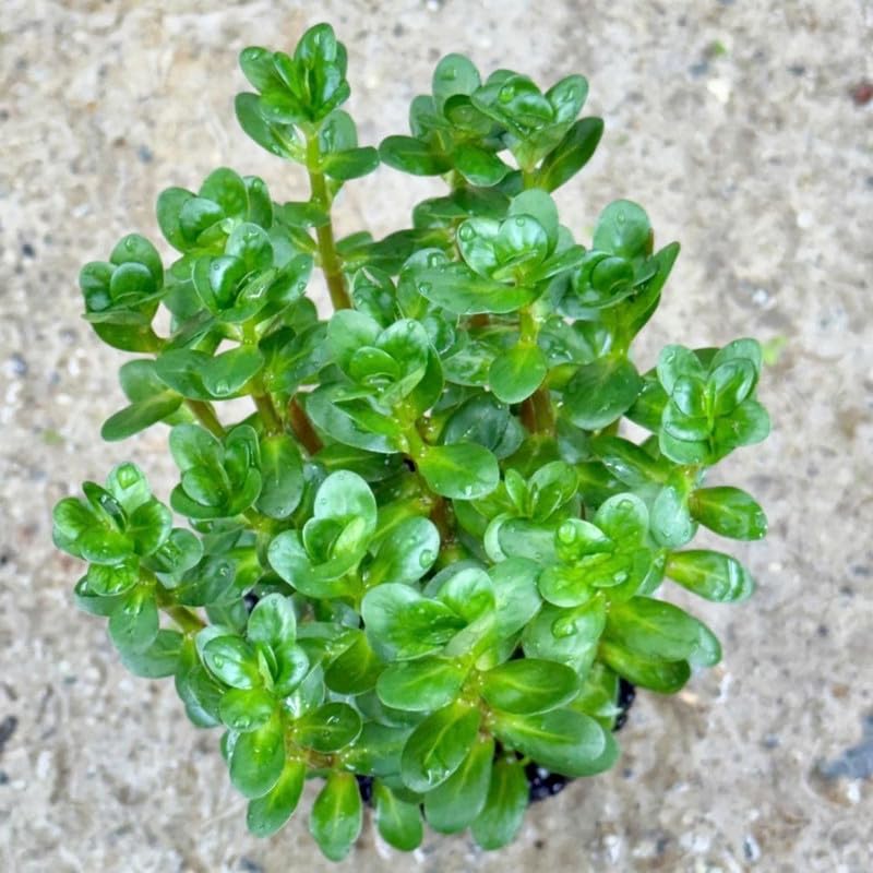 Green Rotala Plant Stems, Live Aquarium Plant - 1 Clump Bundle