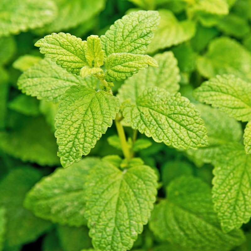 Set 4 Lemon Balm Herb Plants, Well Rooted 4-7'' Tall, Garden and Patio Herb, Indoor Outdoor Growing