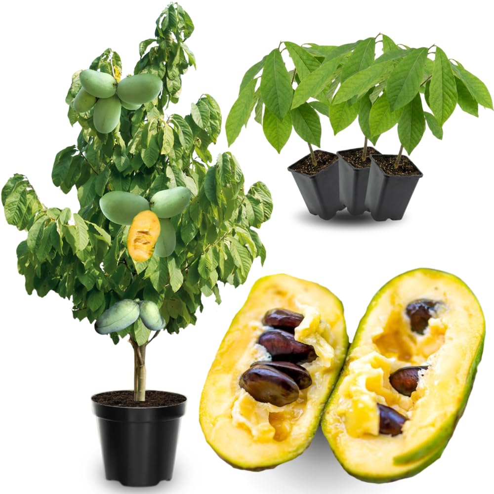 04 Pawpaw Trees Live Plants No Pot, 6-12" Paw Paw Live Plants for Spring Planting