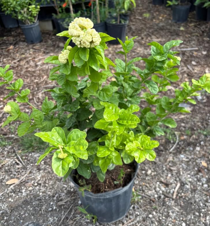 Duke of Tuscany Jasmine Plant Live, Fragrant Jasmine Flowering in 3 Gallon Pot, Double Petal Jasmines 2-3 Feet Tall, No CA