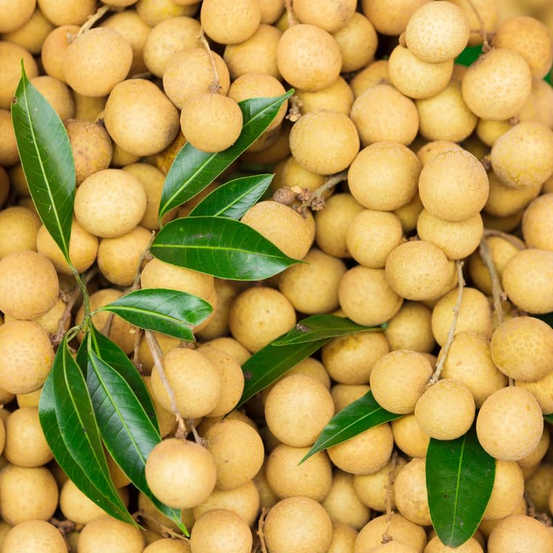 Longan Tree, 3-4 Ft Tall Sweet Longan Fruit Trees Live Plants for Growing Outdoor, 3 Gallon Pot, No Ship to CA