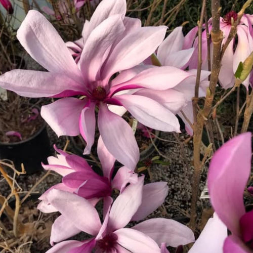 1 Year Old Jane Magnolia Tree in 2.5" Pot, Fragrant Pink White Flowers, Dormant in Winter, 6-12 Inch Magnolia Trees Live Plants, No Leaf