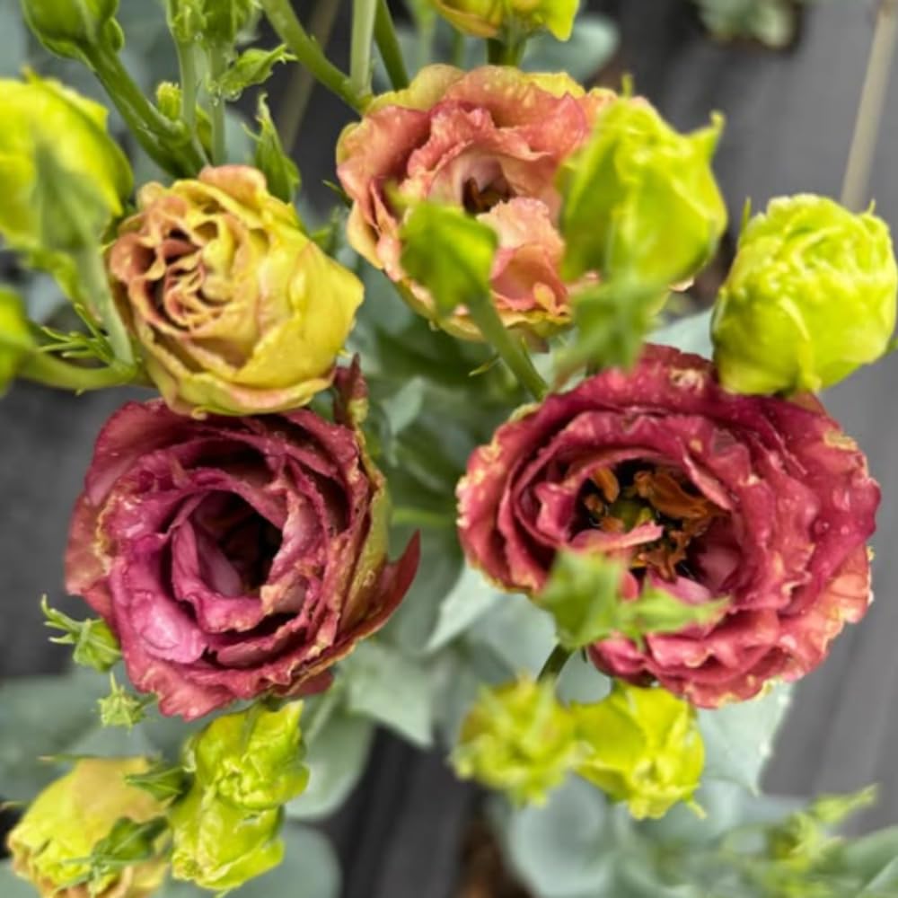 2 Eustoma Lisianthus Live Plants, Lisianthus Flowers Seedlings, 2-3 Inch Tall Well-Rooted Plug, Lisianthus Plants (Brown Lisianthus)