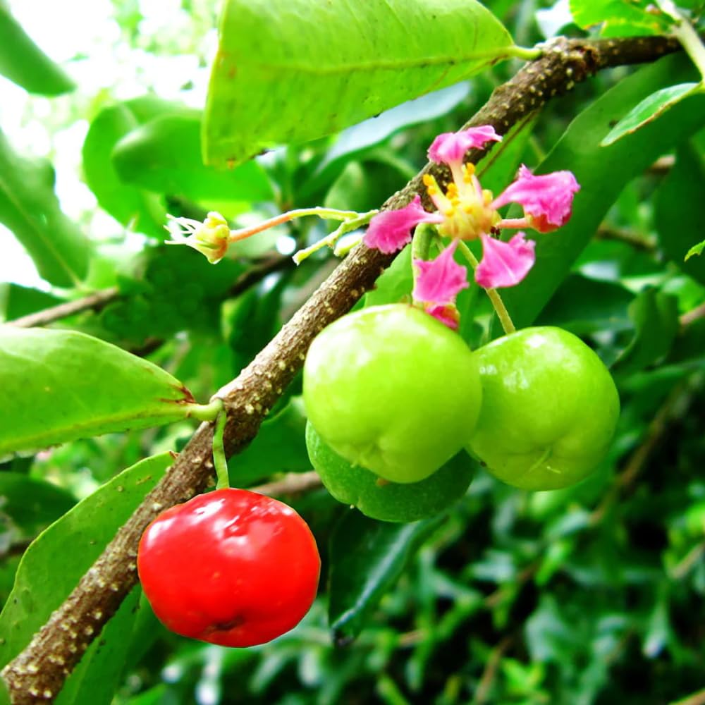 Barbados Cherry Tree Live Plant,1 Feet Height, Acerola Red Cherry Plant Live, Tropical Fruit Tree