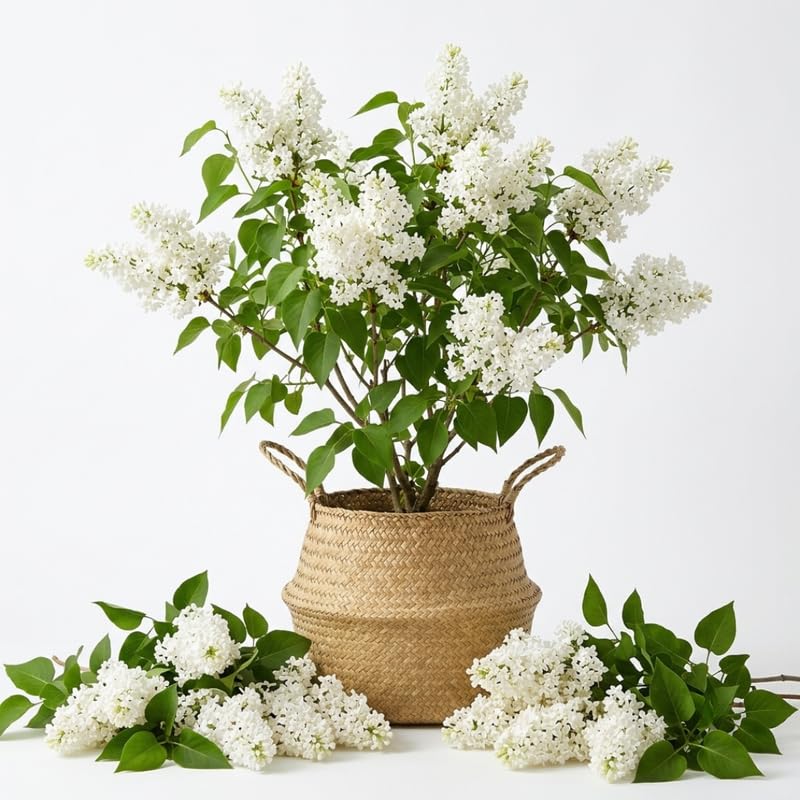 White Lilac Live Plant, Syringa Flowering Shrub, 14"+ Tall