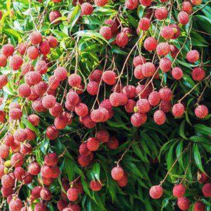 15 Lychee Seeds for Planting, Lychee Fruit Seeds Garden