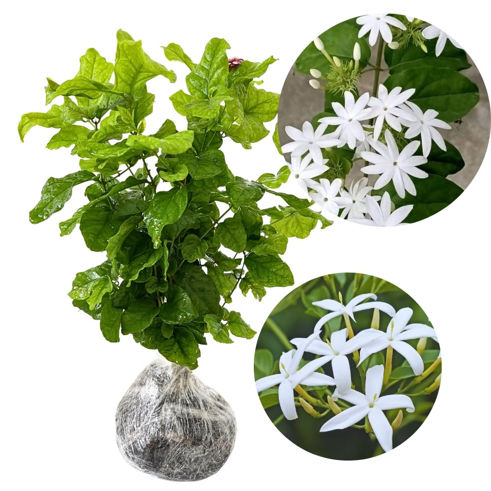 3 White Jasmine Plants Live, 5 to 8 Inches Tall, Jasmine Vine Plant for Gardening and Outdoor Patio