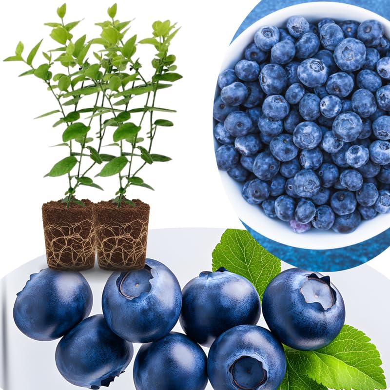 Sets 2 Blueberry Trees Live Plants, Blueberries Bushes, Hardy and High Yield, Seedlings Southern Highbush Blueberry Plants Live for Outdoor Growing, 5-7" Tall (Common Blue)