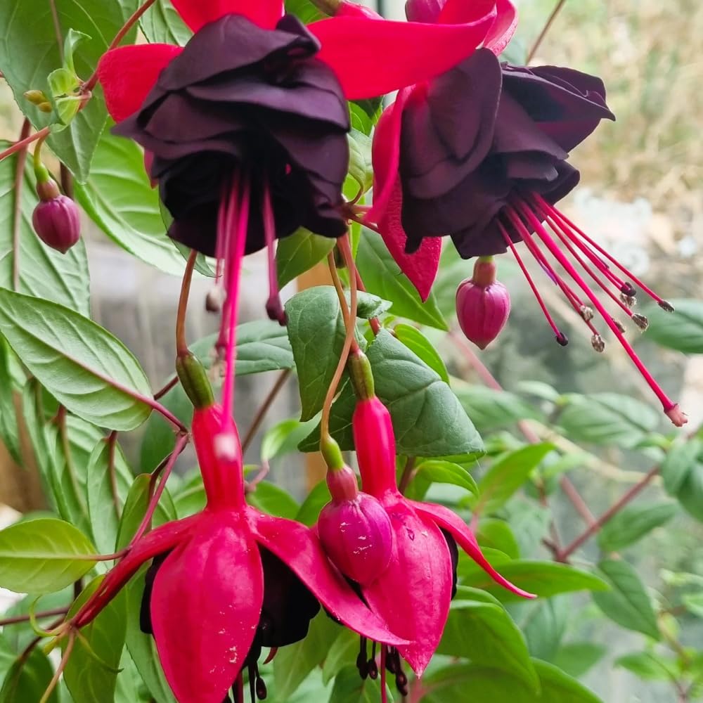 Black Red Fuchsia Plant Live, Fuchsia Flower Plant, Indoor Outdoor Garden Planting, 2-4 Inches Tall