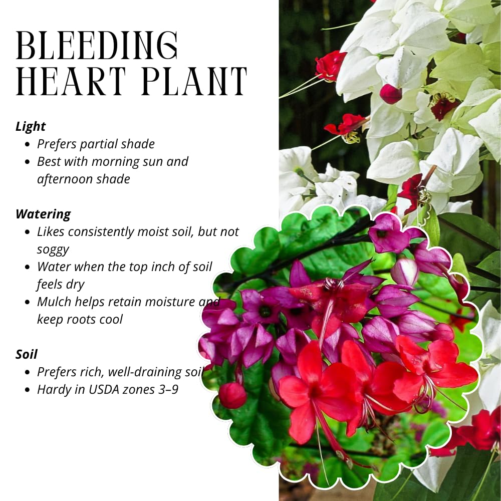 4 Mix Bleeding Heart Plants Live, Clerodendrum Perennial Shade Flower Plants, 4-6 Inch Tall Well-Rooted, Red and White Blooms