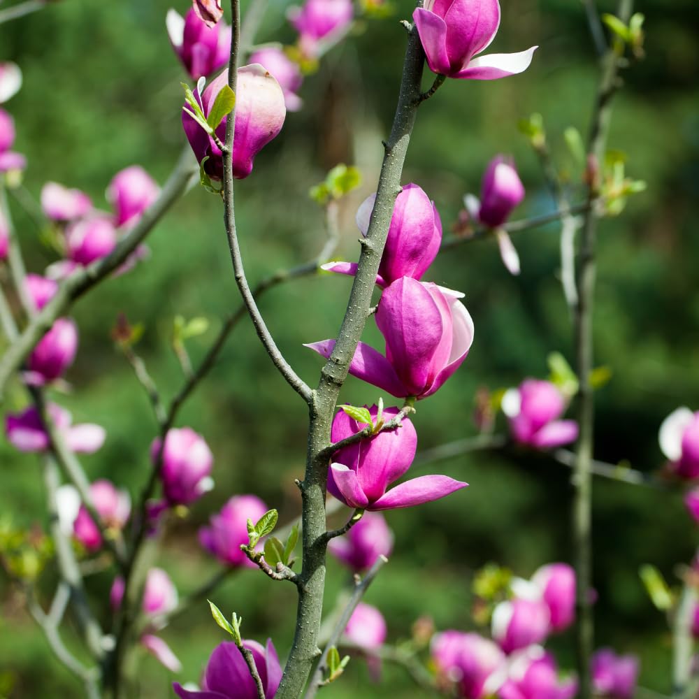Ann Magnolia Tree, 6-12 Inch Magnolia Trees Live Plants for Planting Outdoor, 2.5 Inch Pot Fragrant Pink Flowers Plant, Dormant in Winter