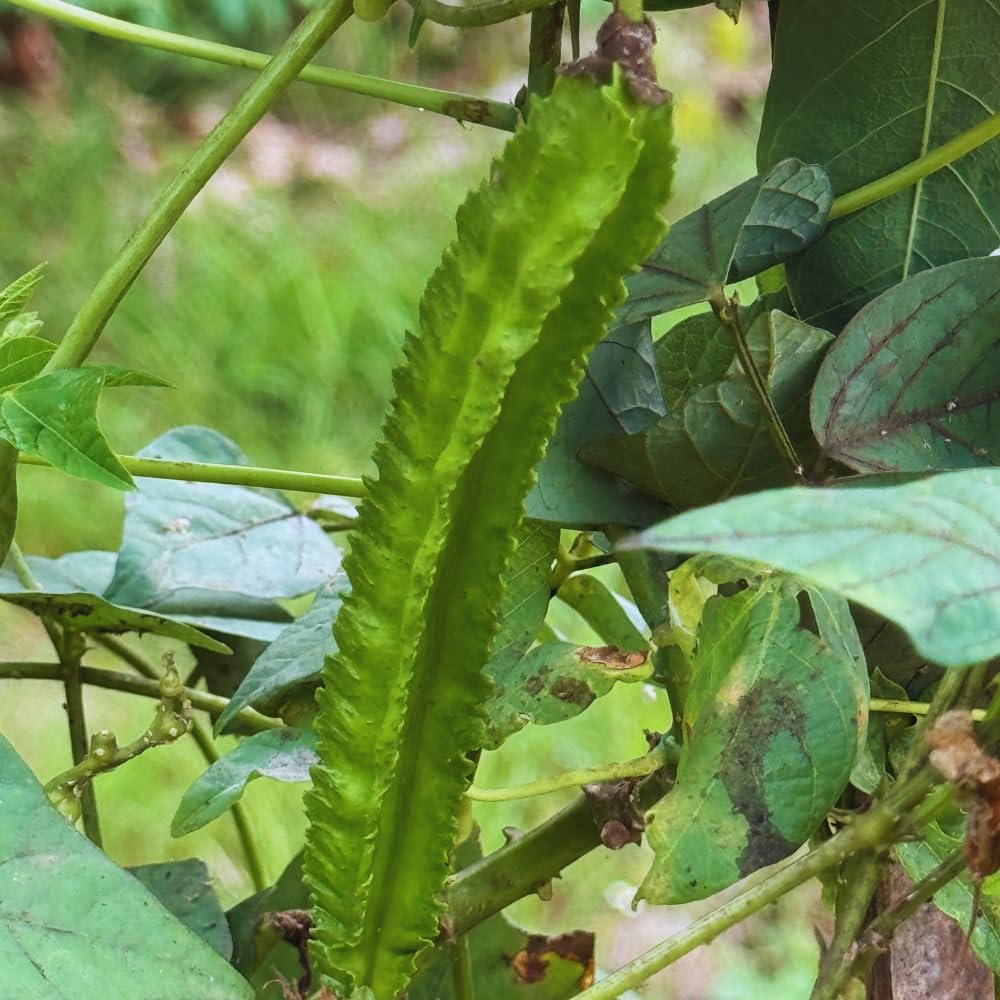 50 Winged Bean Seeds for Planting, Vegetable Seeds, Heirloom Seed