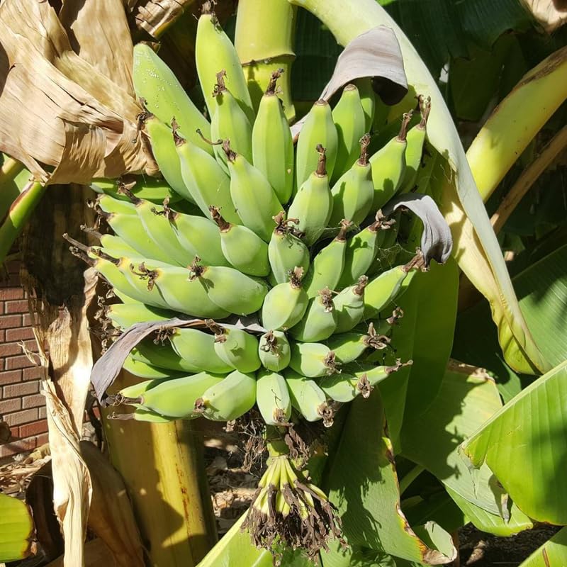 NAM Wah Banana Tree Live Plant 4–7″ Tall, Tropical Banana Plant, Fast Growing, Indoor and Outdoor Growing