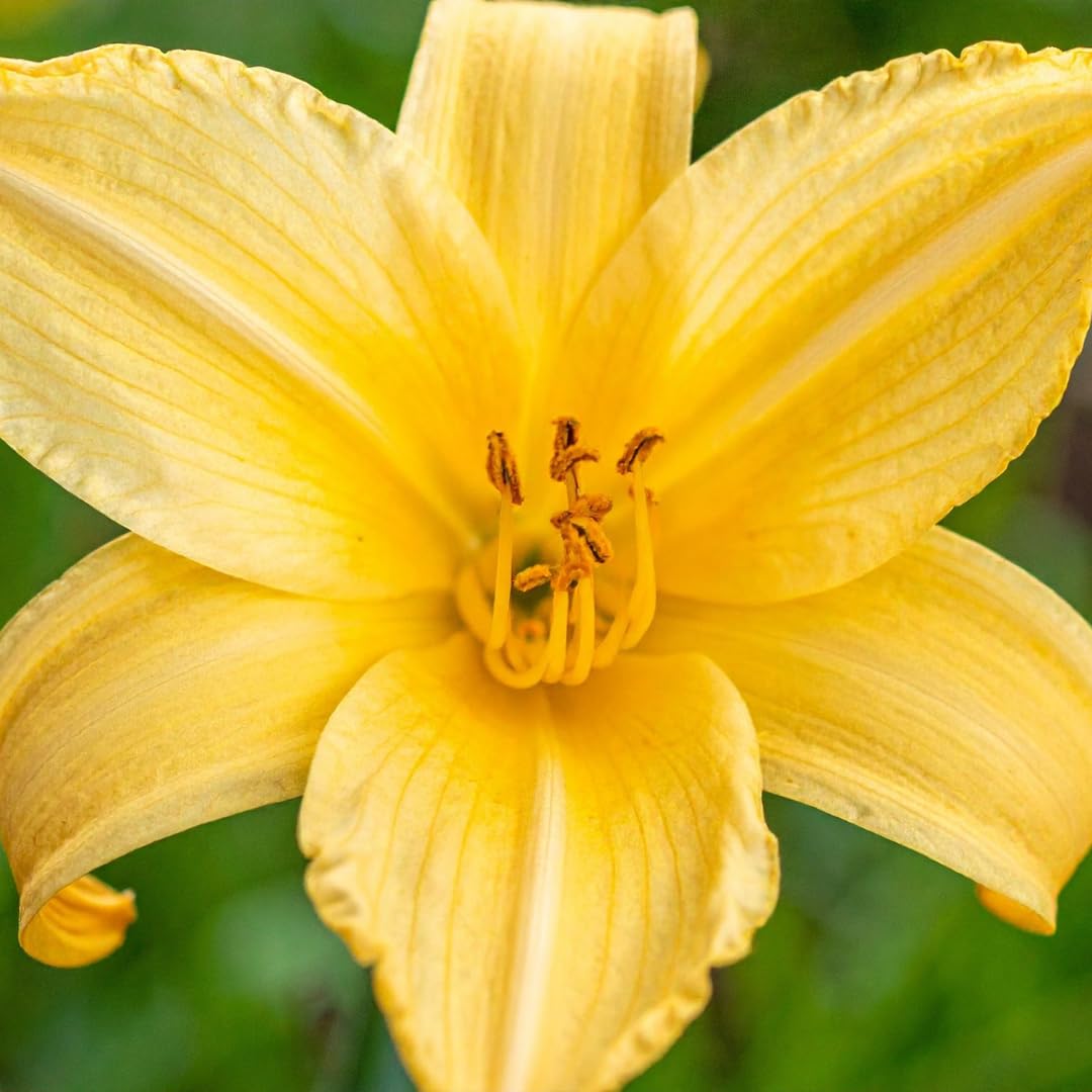 Set of 3 Live Yellow Daylily Plants, Flowering Daylilies, Hardy Perennial Flowers for Planting