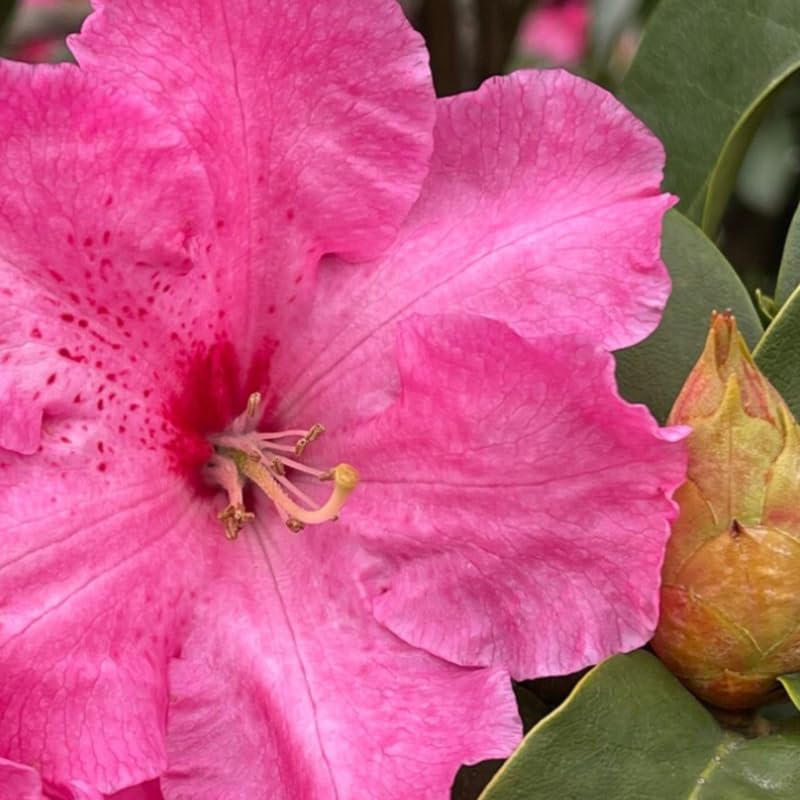 Dwarf Deep Reddish-Pink Rhododendron Live Plant Shrubs for Outdoor Planting, Azalea Bushes Ready to Plant, Fragrant Rhododendron Plant Live