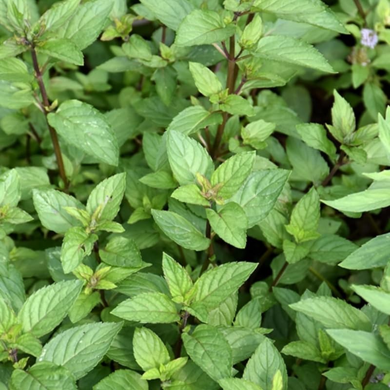 6 Chocolate Mint Herb Plants, Fully Rooted Mint Plants 4-7'' Tall, Easy Grow Indoor Outdoor